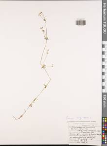 Подмаренник топяной L., Восточная Европа, Центральный район (E4) (Россия)