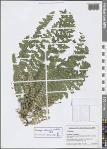 Фрорипия почтиперистая (Ledeb.) Baill., Кавказ, Черноморское побережье (от Новороссийска до Адлера) (K3) (Россия)
