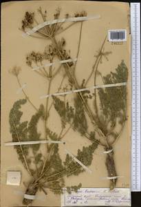 Прангос бухарский B.Fedtsch., Средняя Азия и Казахстан, Памир и Памиро-Алай (M2) (Узбекистан)