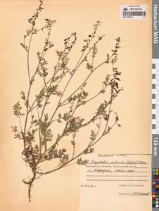 Хохлатка сибирская (L.fil.) Pers., Сибирь, Чукотка и Камчатка (S7) (Россия)