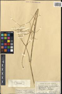 Галагания тонкорассеченная (Regel & Schmalh.) M. G. Vassiljeva & Pimenov, Средняя Азия и Казахстан, Копетдаг, Бадхыз, Малый и Большой Балхан (M1) (Туркмения)