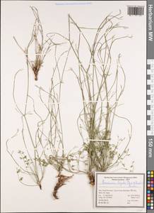 Semenovia frigida (Boiss. & Hausskn.) Manden., Зарубежная Азия (ASIA) (Иран)