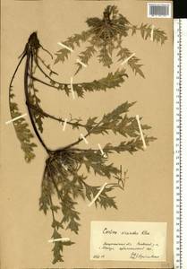 Carlina acaulis subsp. acaulis, Восточная Европа, Западно-Украинский район (E13) (Украина)