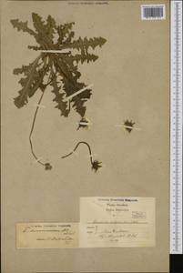 Taraxacum cymbifolium H. Lindb. ex Dahlst., Западная Европа (EUR) (Исландия)