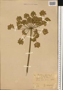 Heracleum sphondylium subsp. sibiricum (L.) Simonk., Восточная Европа, Центральный лесостепной район (E6) (Россия)