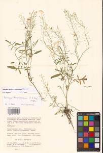 Жерушник короткоплодный (C.A.Mey.) Hayek, Восточная Европа, Нижневолжский район (E9) (Россия)