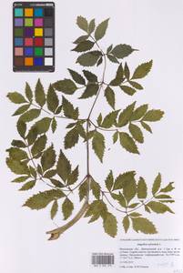 Дудник лесной L., Восточная Европа, Московская область и Москва (E4a) (Россия)