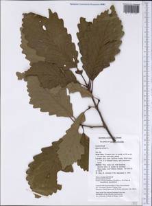 Quercus michauxii Nutt., Америка (AMER) (США)