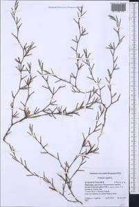 Dianthus nudiflorus Griff., Средняя Азия и Казахстан, Западный Тянь-Шань и Каратау (M3) (Киргизия)