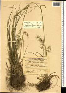 Avenula pubescens (Huds.) Dumort., Кавказ, Южная Осетия (K4b) (Южная Осетия)