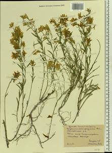 Genista tinctoria subsp. tinctoria, Восточная Европа, Северо-Украинский район (E11) (Украина)