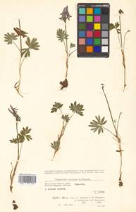 Corydalis arctica subsp. arctica, Сибирь, Чукотка и Камчатка (S7) (Россия)