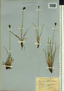 Осока траурная (Holm) T.V.Egorova, Сибирь, Чукотка и Камчатка (S7) (Россия)