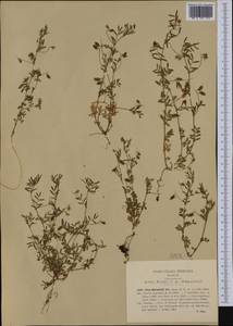 Vicia lentoides (Ten.) Coss. & Germ., Западная Европа (EUR) (Италия)