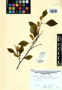 Береза кустарниковая Pall., Сибирь, Западная Сибирь (S1) (Россия)