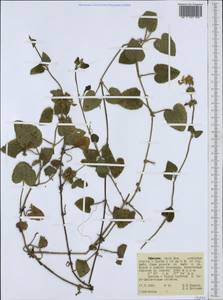 Lamiaceae, Африка (AFR) (Эфиопия)