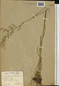 Avenula pubescens (Huds.) Dumort., Восточная Европа, Волжско-Камский район (E7) (Россия)