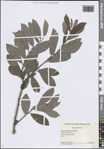 Ива пепельно-серая L., Сибирь, Западная Сибирь (S1) (Россия)