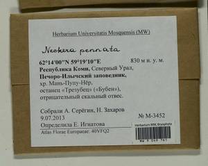 Neckera pennata Hedw., Гербарий мохообразных, Мхи - Архангельская и Вологодская области, Коми, Ненецкий АО (B7) (Россия)