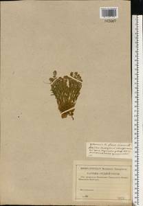 Истод горьковатый Crantz, Восточная Европа, Центральный лесной район (E5) (Россия)