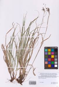 Ожика дубравная (Lam.) Dandy & Wilmott, Восточная Европа, Московская область и Москва (E4a) (Россия)