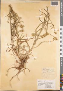 Кузиния ложномягкая C. Winkl., Средняя Азия и Казахстан, Сырдарьинские пустыни и Кызылкумы (M7) (Казахстан)