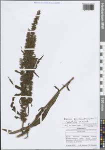 Щавель ложносолончаковый (Borbás) Borbás ex Murb., Восточная Европа, Средневолжский район (E8) (Россия)