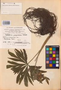 Морозник пурпурный Waldst. & Kit., Восточная Европа, Западно-Украинский район (E13) (Украина)