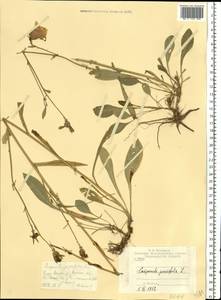 Колокольчик персиколистный L., Восточная Европа, Центральный район (E4) (Россия)