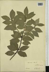 Quercus ilex L., Западная Европа (EUR) (Россия)