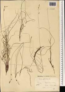 Осока шаровидная L., Монголия (MONG) (Монголия)
