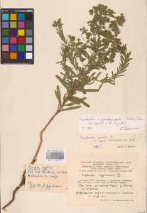 Euphorbia saratoi Ardoino, Восточная Европа, Литва (E2a) (Литва)