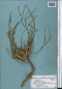 Полынь, Средняя Азия и Казахстан, Памир и Памиро-Алай (M2) (Таджикистан)