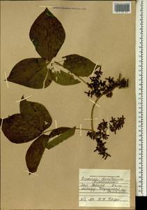 Dioscorea dumetorum (Kunth) Pax, Африка (AFR) (Мали)