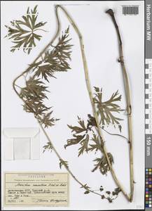Aconitum variegatum subsp. nasutum (Fischer ex Rchb.) Götz, Кавказ, Дагестан (K2) (Россия)