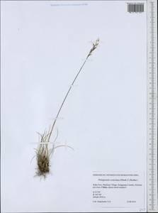Ptilagrostis concinna (Hook.f.) Roshev., Зарубежная Азия (ASIA) (КНР)