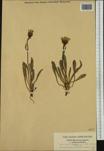 Hieracium alpinum subsp. melanocephalum (Tausch) Zahn, Западная Европа (EUR) (Чехия)
