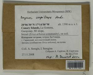 Rosulabryum capillare (Hedw.) J.R. Spence, Гербарий мохообразных, Мхи - Макаронезия (BMc) (Испания)