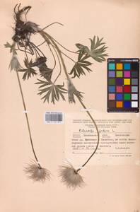 Прострел раскрытый, Сон-трава (L.) Mill., Восточная Европа, Северо-Западный район (E2) (Россия)