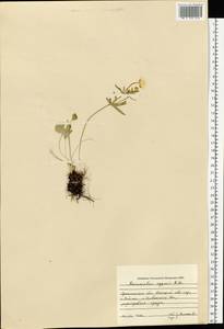 Ranunculus arcticus Richardson, Восточная Европа, Северный район (E1) (Россия)