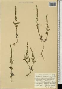 Амброзия полынелистная L., Кавказ, Абхазия (K4a) (Абхазия)