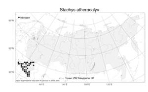 Stachys atherocalyx, Чистец остисточашечковый K.Koch, Атлас флоры России (FLORUS) (Россия)