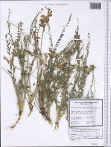 Astragalus multijugus DC., Зарубежная Азия (ASIA) (Иран)