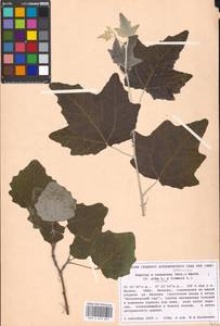 Populus × canescens (Aiton) Sm., Восточная Европа, Московская область и Москва (E4a) (Россия)