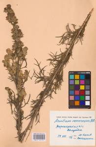 Aconitum anthora subsp. anthora, Восточная Европа, Центральный лесостепной район (E6) (Россия)