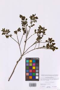 Черника обыкновенная L., Восточная Европа, Московская область и Москва (E4a) (Россия)