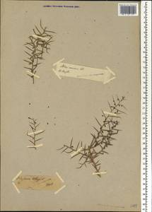 Alhagi graecorum Boiss., Африка (AFR) (Египет)