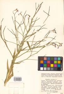 Вечерница печальная L., Восточная Европа, Нижневолжский район (E9) (Россия)