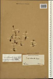 Гусиный лук зеленовато-желтый (M.Bieb.) Schult. & Schult.f., Кавказ (без точных местонахождений) (K0)