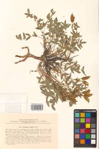 Остролодочник выставляющийся Jurtzev, Сибирь, Чукотка и Камчатка (S7) (Россия)